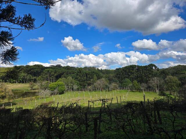 Chácara para Venda em Almirante Tamandaré - 3