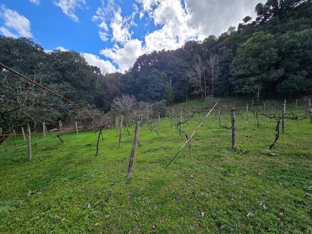 Chácara para Venda em Almirante Tamandaré - 5